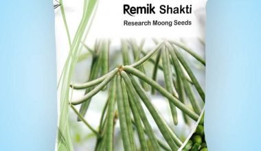 Green Gram Remik Shakti - 2kg