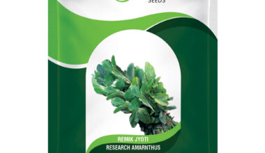 Amaranthus Remik Jyoti - 25gm
