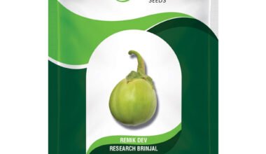 Brinjal Remik Dev - 2gm