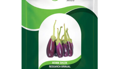 Brinjal Remik Shlok - 10gm