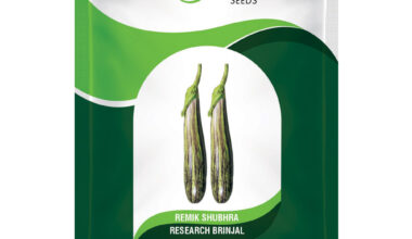 Brinjal Remik Shubhra - 10 GM