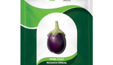 Brinjal Remik Utsav - 10gm