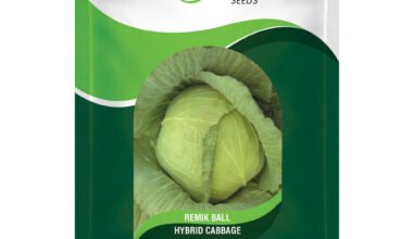 Cabbage Remik Ball - 0.5gm