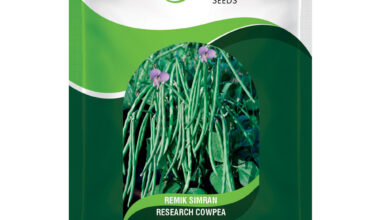 Cow Pea Remik Simran - 50gm