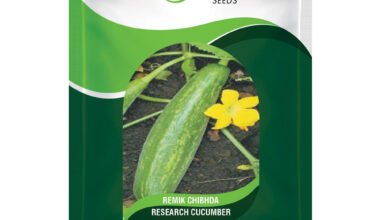 Cucumber Remik Chibhda - 50gm