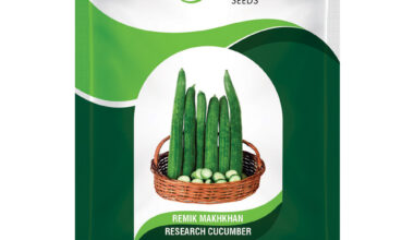 Cucumber Remik Makhkhan - 5gm