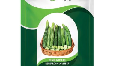 Cucumber Remik Muskan - 50gm