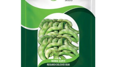 Dolichos Bean Remik Surti - 25gm