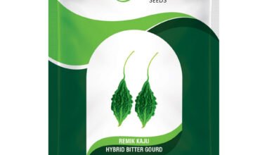 Hybrid Bitter Guard Remik Kaju - 50gm