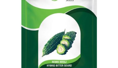 Hybrid Bitter Guard Remik Miraj - 50gm