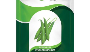 Hybrid Sponge Gound Remik Arpita - 3gm
