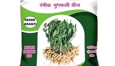 Groundnut Remik Kranti - 20kg