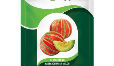 Musk Melon Remik Sakar - 50gm