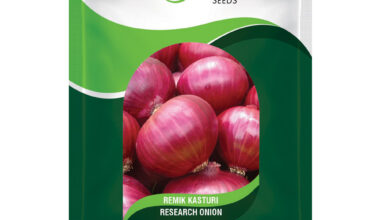 Onion Remik Kasturi - 5gm
