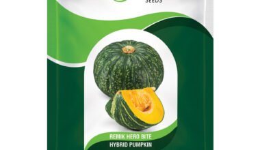 Pumpkin Remik Hero Bite - 50gm
