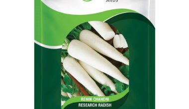 Radish Remik Chandani - 25gm