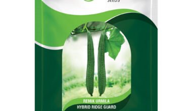 Ridge Gound Remik Urmila - 50gm