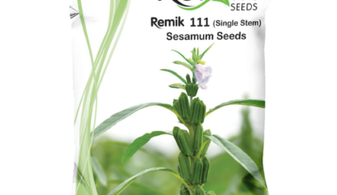 Sesamum Remik 111 - 0.5kg