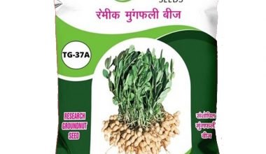 Groundnut TAG-37A - 20kg