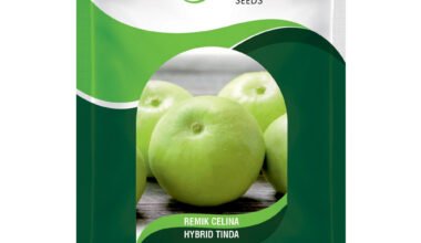 Tinda Remik Celina - 50gm