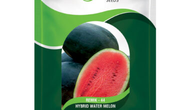 Water Melon Remik 44 - 1gm