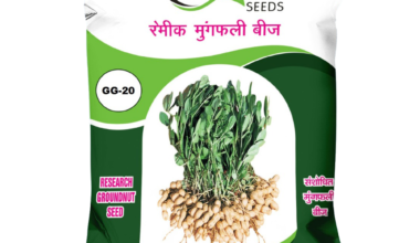 Groundnut GG-20 - 20kg