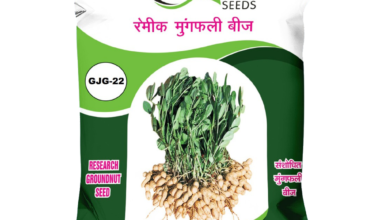 Groundnut GG-22 - 20kg