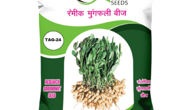 Groundnut TAG-24 - 20kg