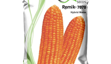 Hybrid Maize Remik 7070 - 4kg (Double Cross Yellow)
