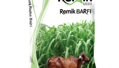Premium Rajka Bajri Remik Barfi - 1kg