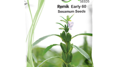 Sesamum Remik Early 60 - 0.5kg