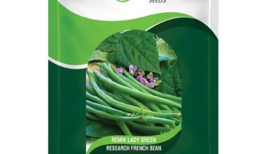 french bean remik lady green 10 gm