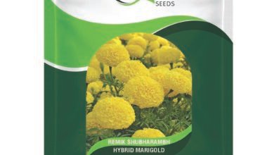 HYBRID MARIGOLD REMIK SHUBHARAMBH 15 SEEDS