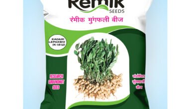 GROUNDNUT KADARI LEPAKSHI (K-1812) 20 KG