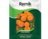 HYBRID MARIGOLD  REMIK CELEBRATION 500 SEEDS