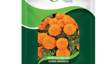 HYBRID MARIGOLD  REMIK CELEBRATION 15 SEEDS