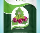 Research brinjal - Remik Browny - 2 gm
